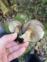 Megacollybia