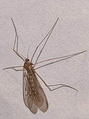 Trichocera annulata