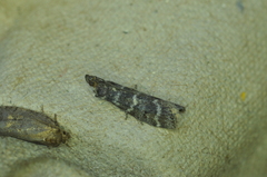 Ortholepis pasadamia