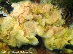 Cryptosula pallasiana