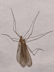Trichocera annulata