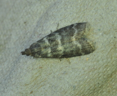 Ortholepis pasadamia
