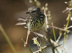 Prinia maculosa maculosa
