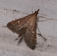 Dolicharthria punctalis