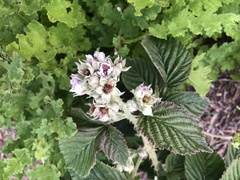 Rubus rigidus