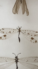 Dendroleon obsoletus