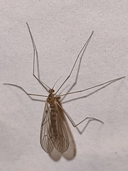 Trichocera annulata