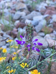 Dalea pogonathera