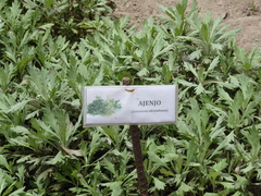 Artemisia absinthium
