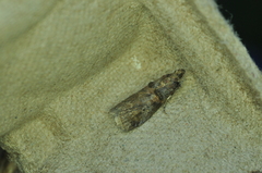 Acrobasis angusella