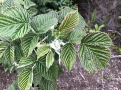 Rubus rigidus