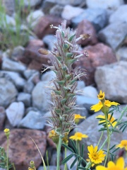 Dalea pogonathera
