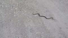 Masticophis mentovarius