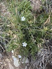 Cerastium arvense