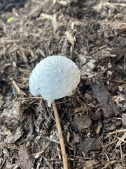 Leucocoprinus cretaceus