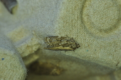 Choristoneura fumiferana