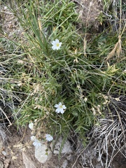 Cerastium arvense