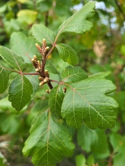 Rhus aromatica