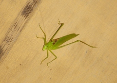 Amblycorypha oblongifolia