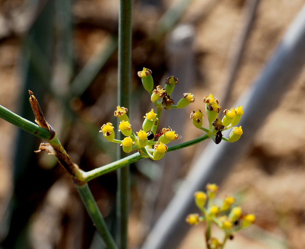 Deverra triradiata