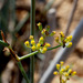 Deverra triradiata - Photo (c) Ron Frumkin, algunos derechos reservados (CC BY-NC), subido por Ron Frumkin