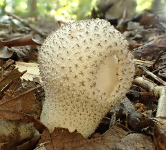 Lycoperdon