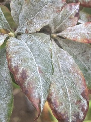 Erysiphe azaleae