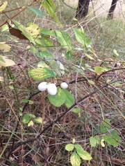 Symphoricarpos