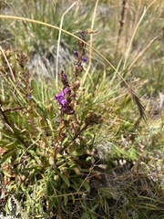 Penstemon