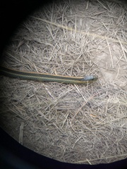 Thamnophis atratus
