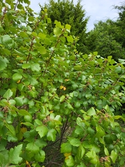 Rhus aromatica