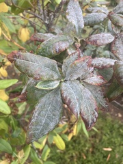 Erysiphe azaleae