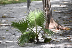 Thrinax radiata