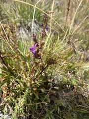 Penstemon