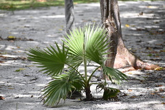 Thrinax radiata