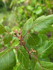 Rhus aromatica