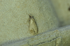 Tortricoidea