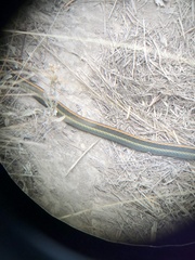 Thamnophis atratus