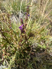 Penstemon