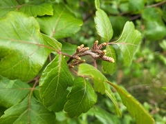 Rhus aromatica