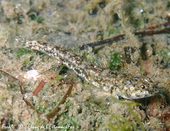 Pomatoschistus marmoratus