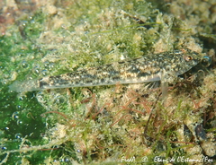 Pomatoschistus marmoratus