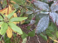 Erysiphe azaleae