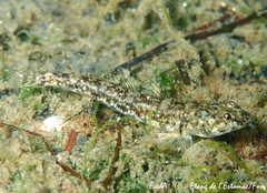 Pomatoschistus marmoratus