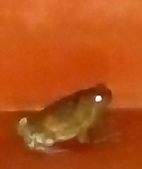 Uperodon taprobanicus