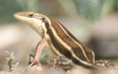 Trachylepis