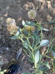 Tripterocalyx carneus