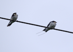 Hirundo smithii
