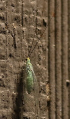 Leucochrysa