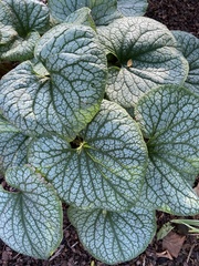 Brunnera